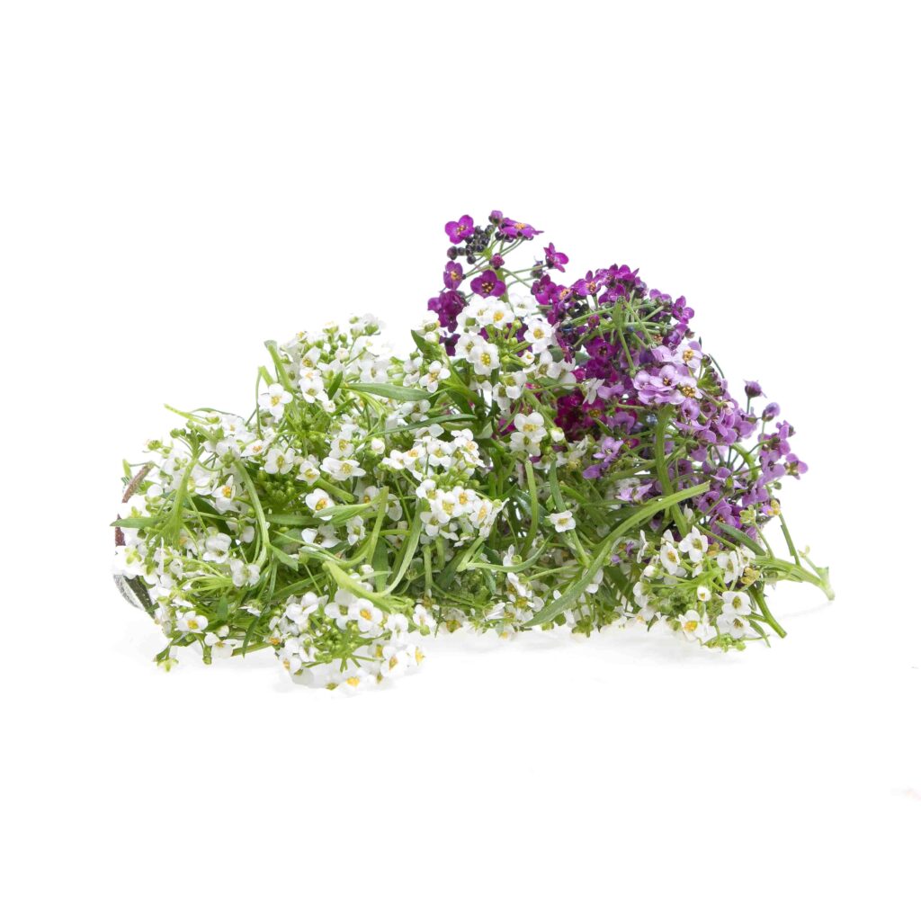 Ahuejotesin Fondo Flor de miel / domo de 80g – Colectivo Ahuejote